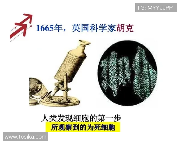 足球协会英国的历史演变与现代发展趋势探讨